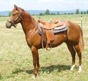 Obrazek