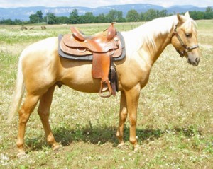 Obrazek