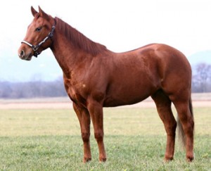 Obrazek