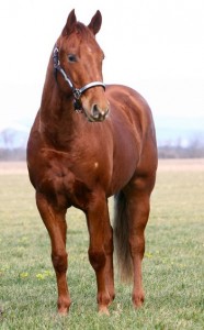 Obrazek